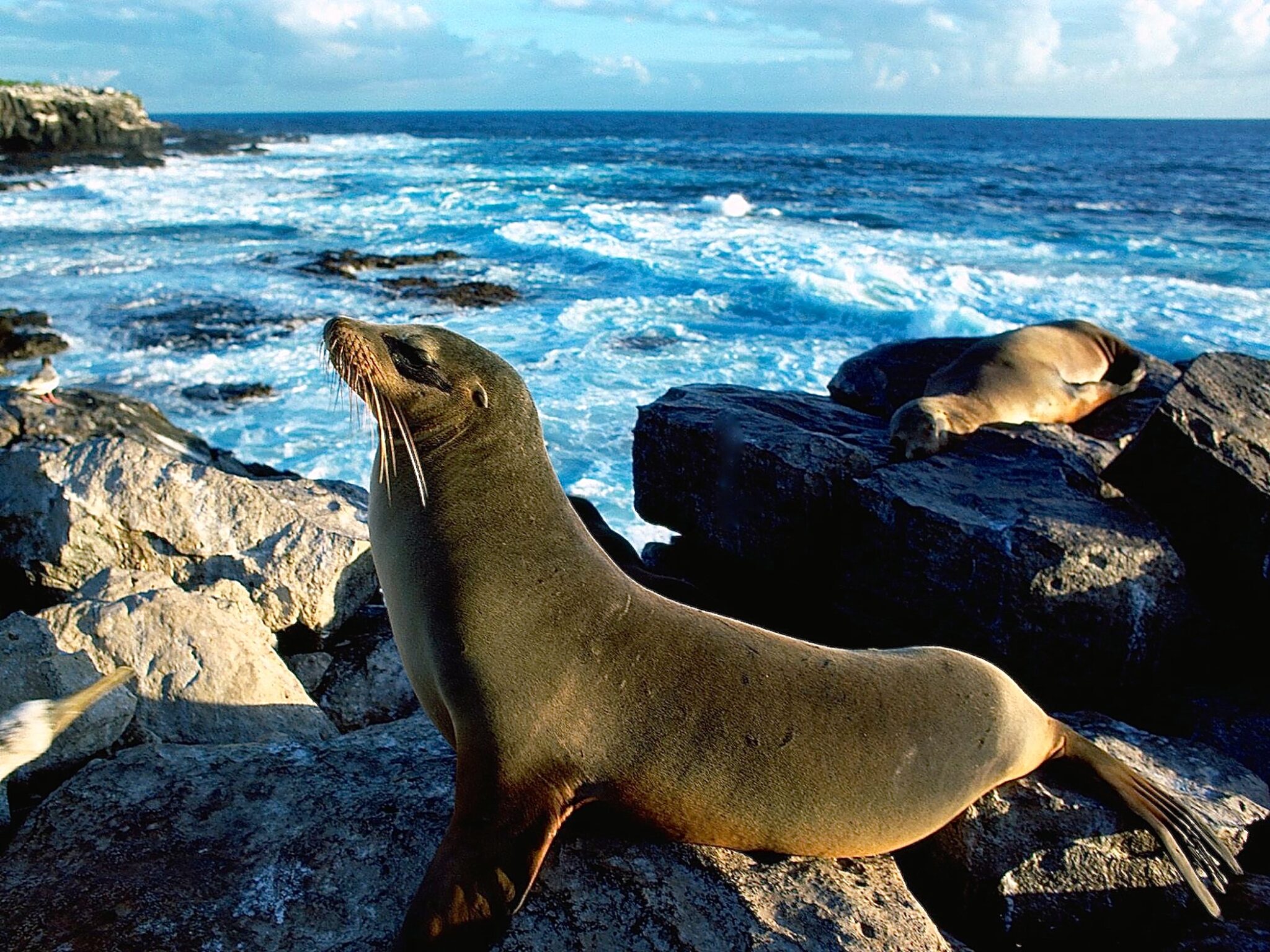 sea-lion-sunbathing-wallpaper
