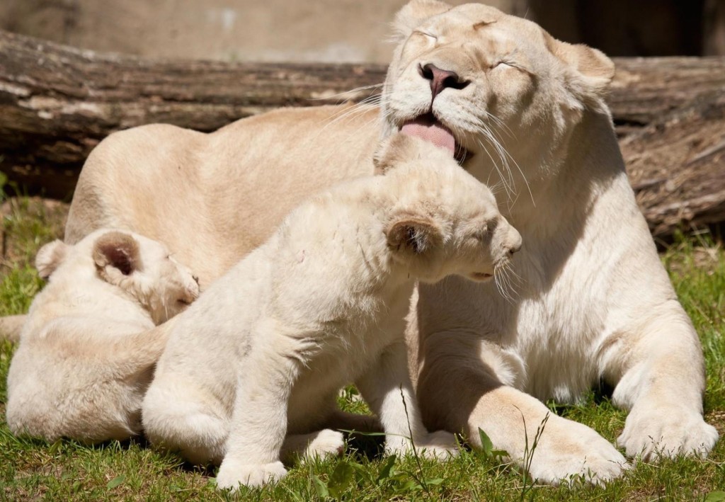 white-lions-wallpaper