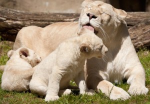 white-lions-wallpaper