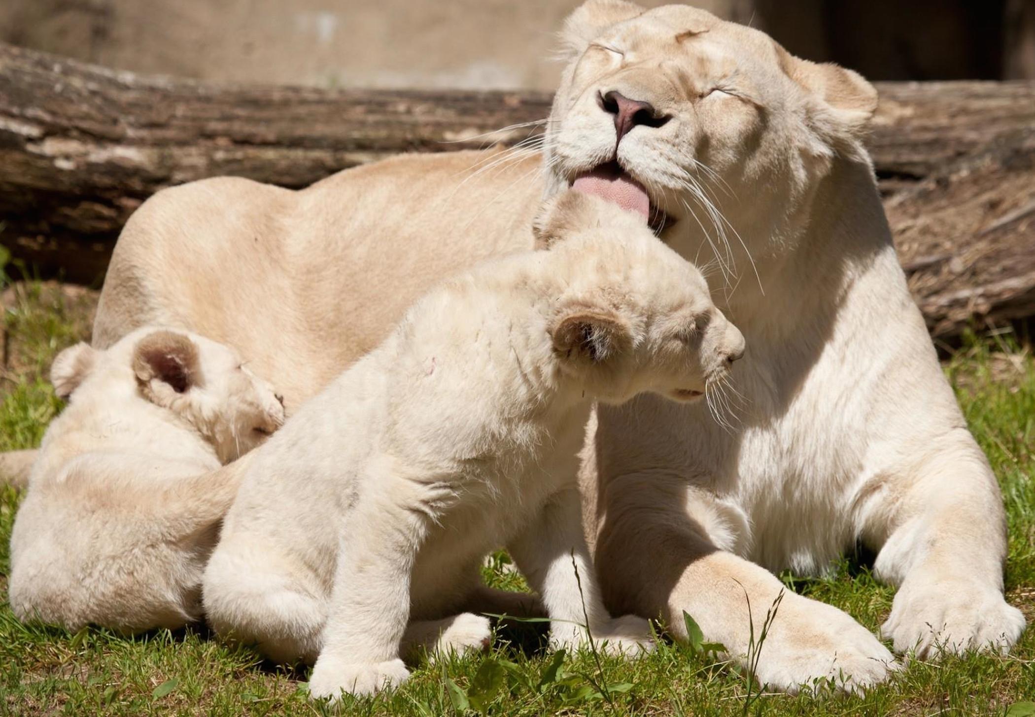 white-lions-wallpaper