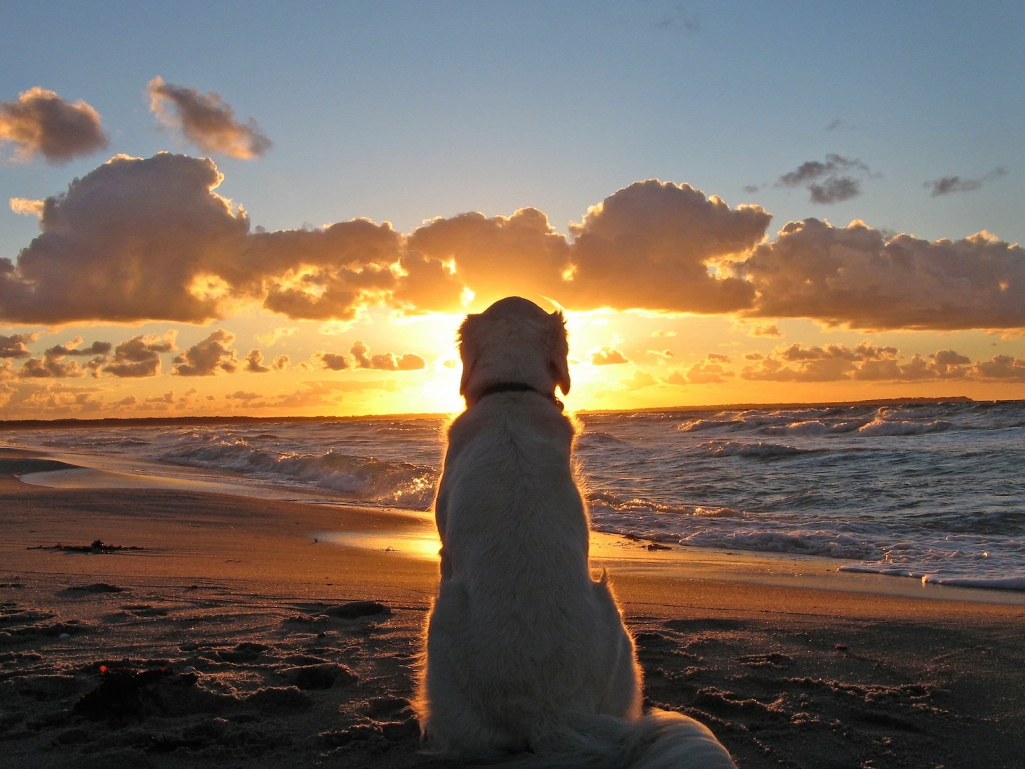 Dog Reflects Wallpaper