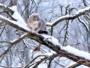 snowy-cat-wallpaper