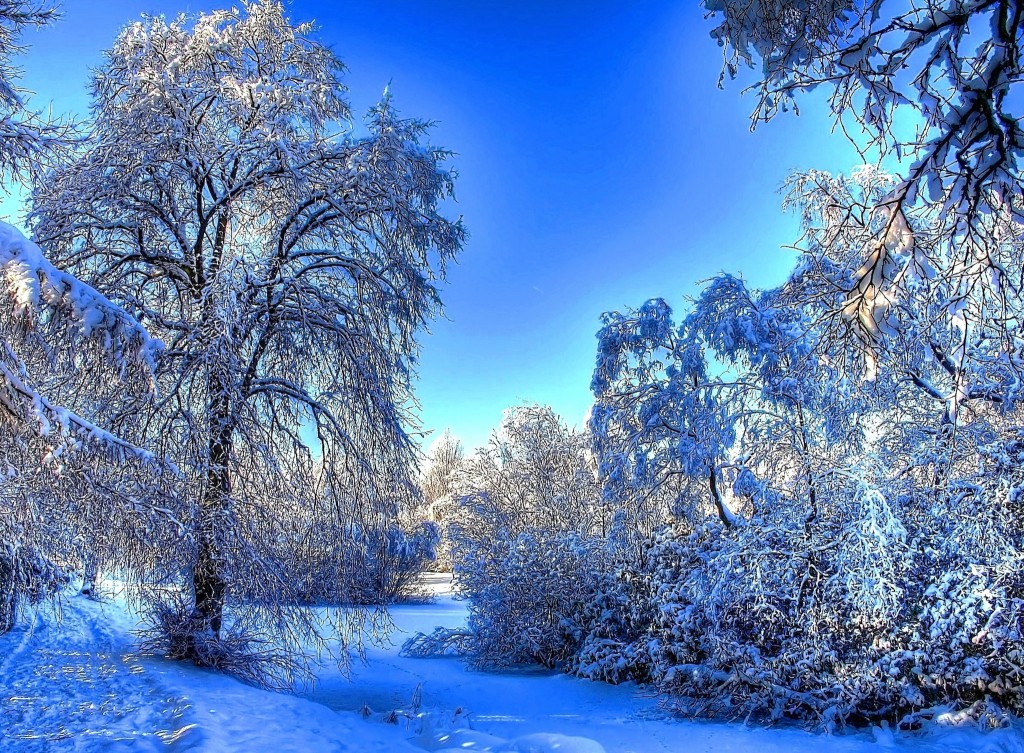 snowy-trees-hd-wallpaper