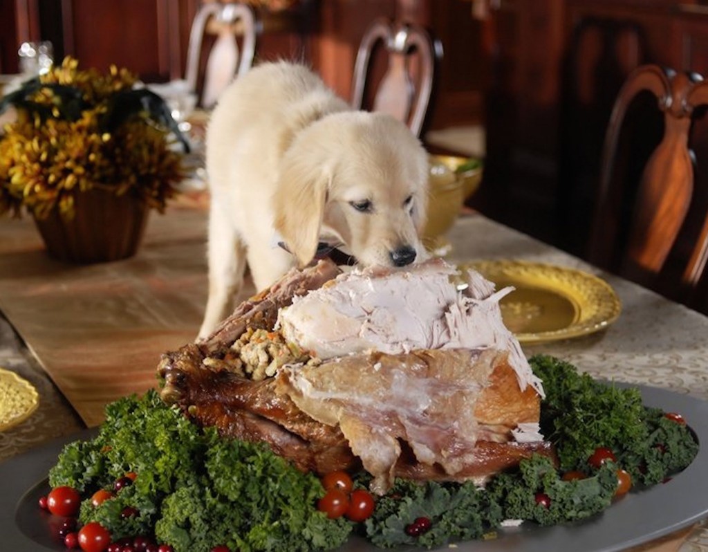 thanksgiving-puppy-dinner-wallpaper