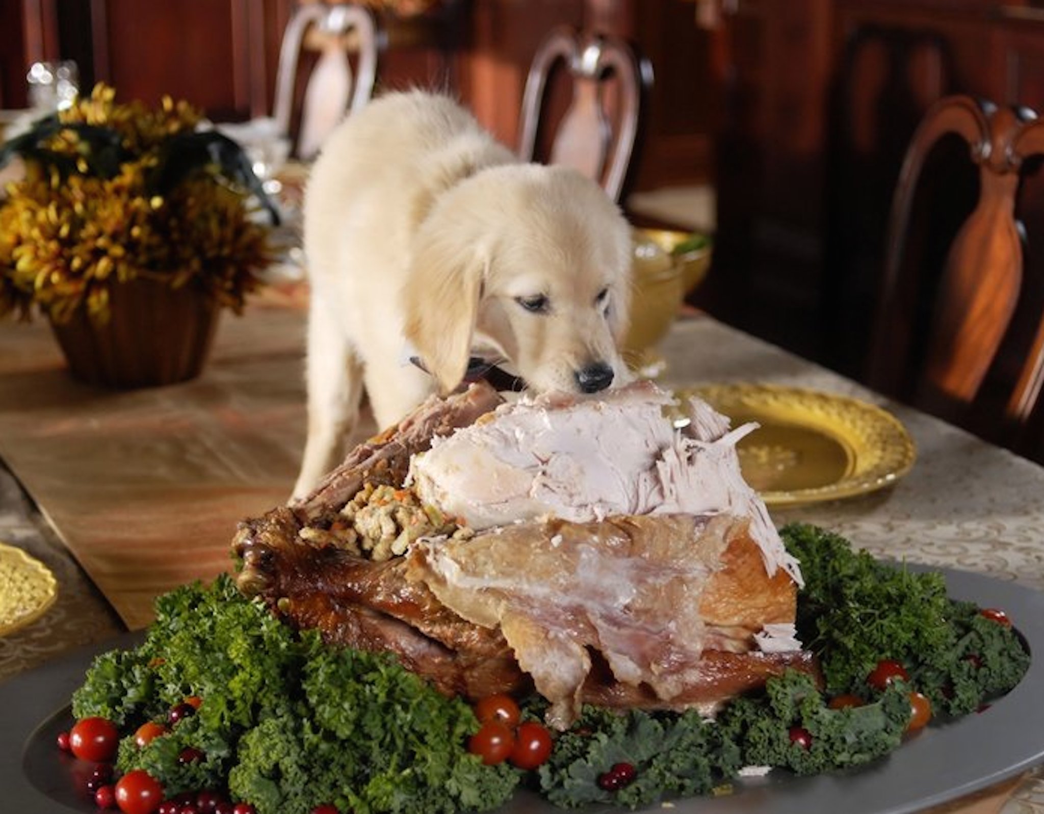 thanksgiving-puppy-dinner-wallpaper