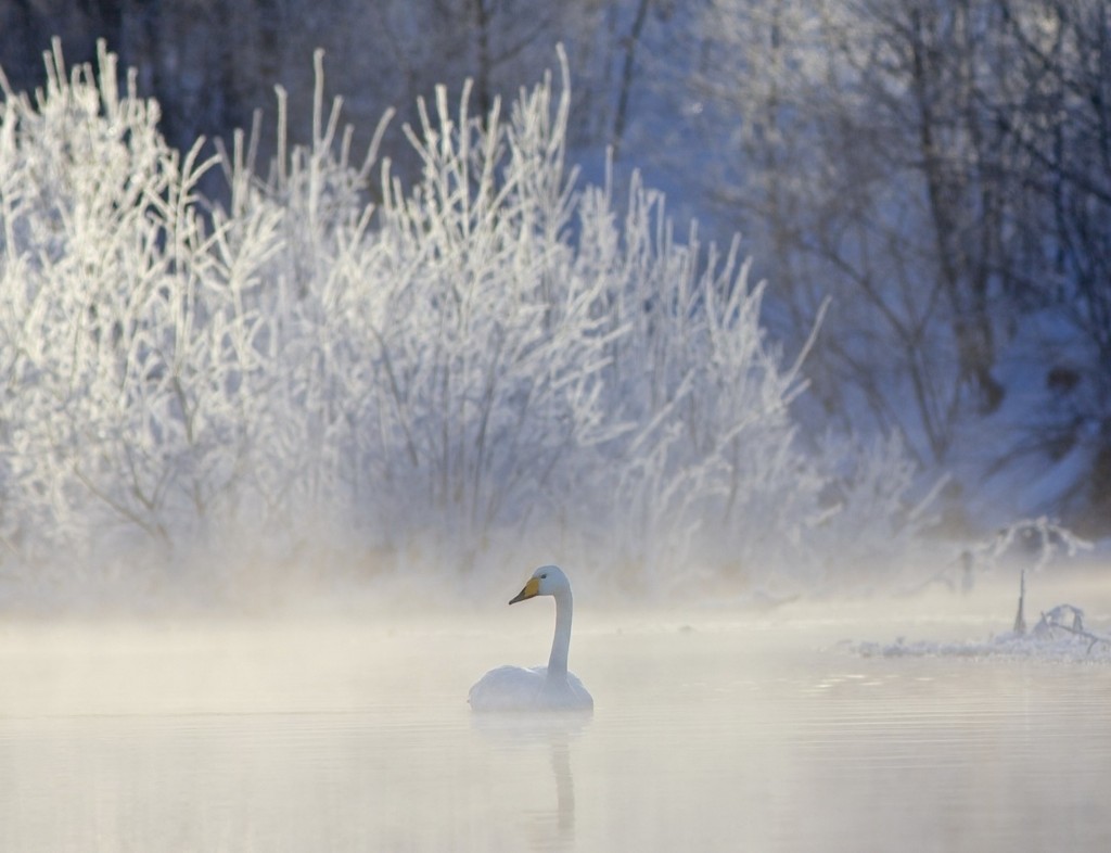 Winter Whooper Swan wallpaper — lone white swan gliding through misty winter water with frost-covered trees in background