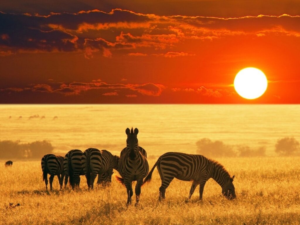 african-safari-zebras-wallpaper