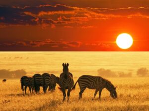 african-safari-zebras-wallpaper