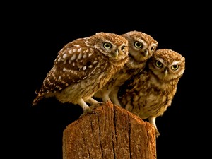 Little Owls wallpaper — three small brown spotted owls crowded together on wooden fence post against black background