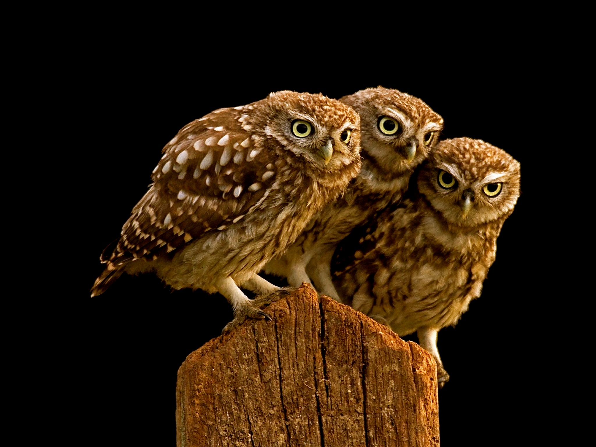 Little Owls wallpaper — three small brown spotted owls crowded together on wooden fence post against black background
