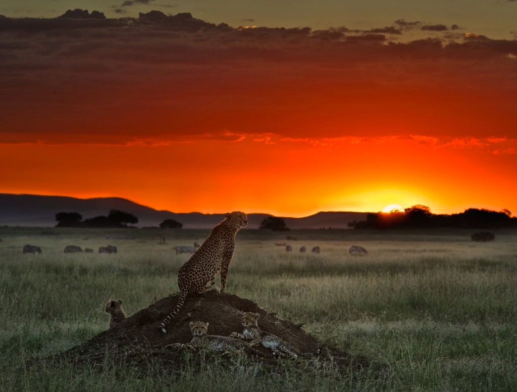 cheetah-sunset-hd-wallpaper