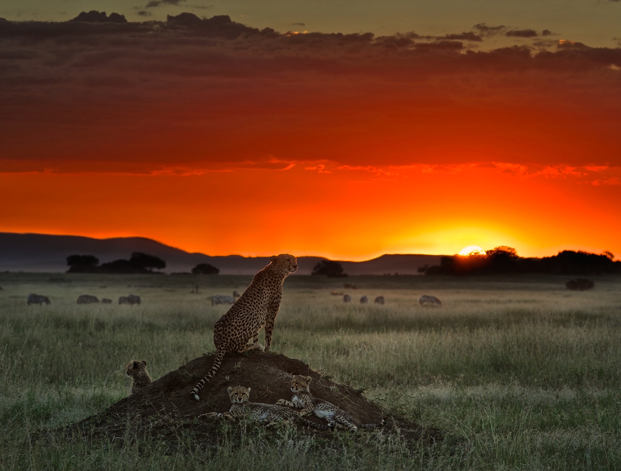 cheetah-sunset-hd-wallpaper
