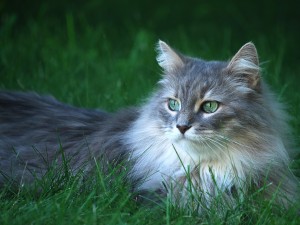 green-eyed-cat-wallpaper