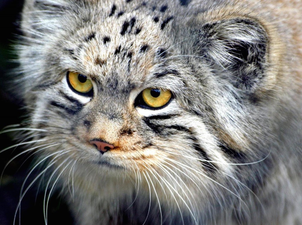 manul-cat-hd-wallpaper