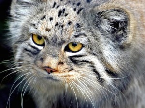 manul-cat-hd-wallpaper