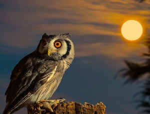 Owl full moon wallpaper — Southern White-faced Owl on perch at dusk with full moon rising in golden cloudy sky behind