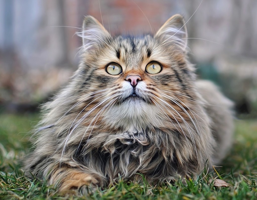 precious-cat-wallpaper