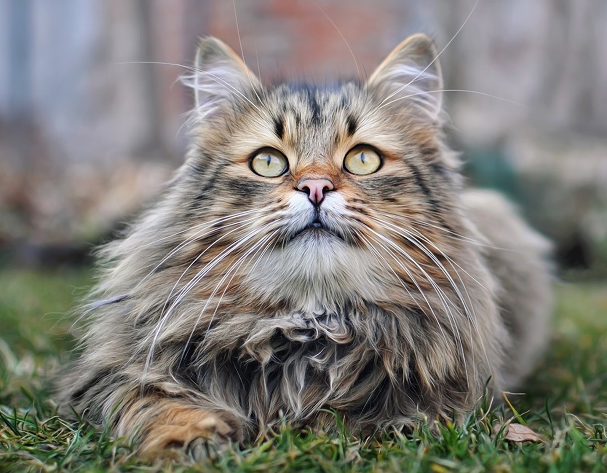 precious-cat-wallpaper