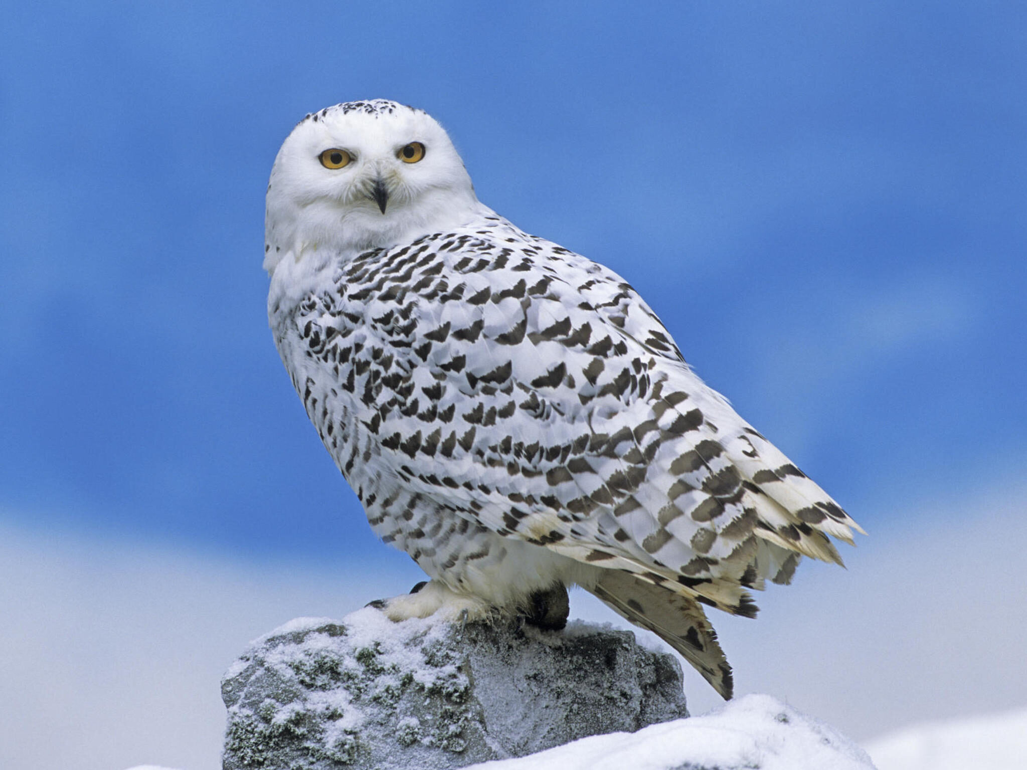 Snowy owl perched wallpaper — white snowy owl on snow-covered rock against vivid blue sky with brown feather markings
