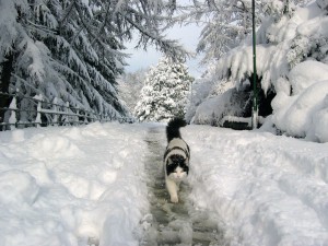winter-cute-cat-wallpaper