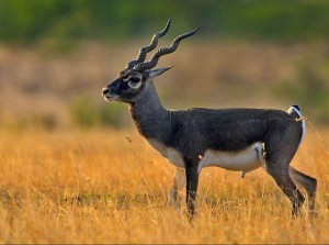 blackbuck-antelope-wallpaper