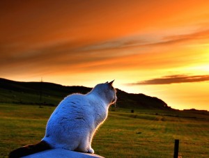 cat-reflects-wallpaper