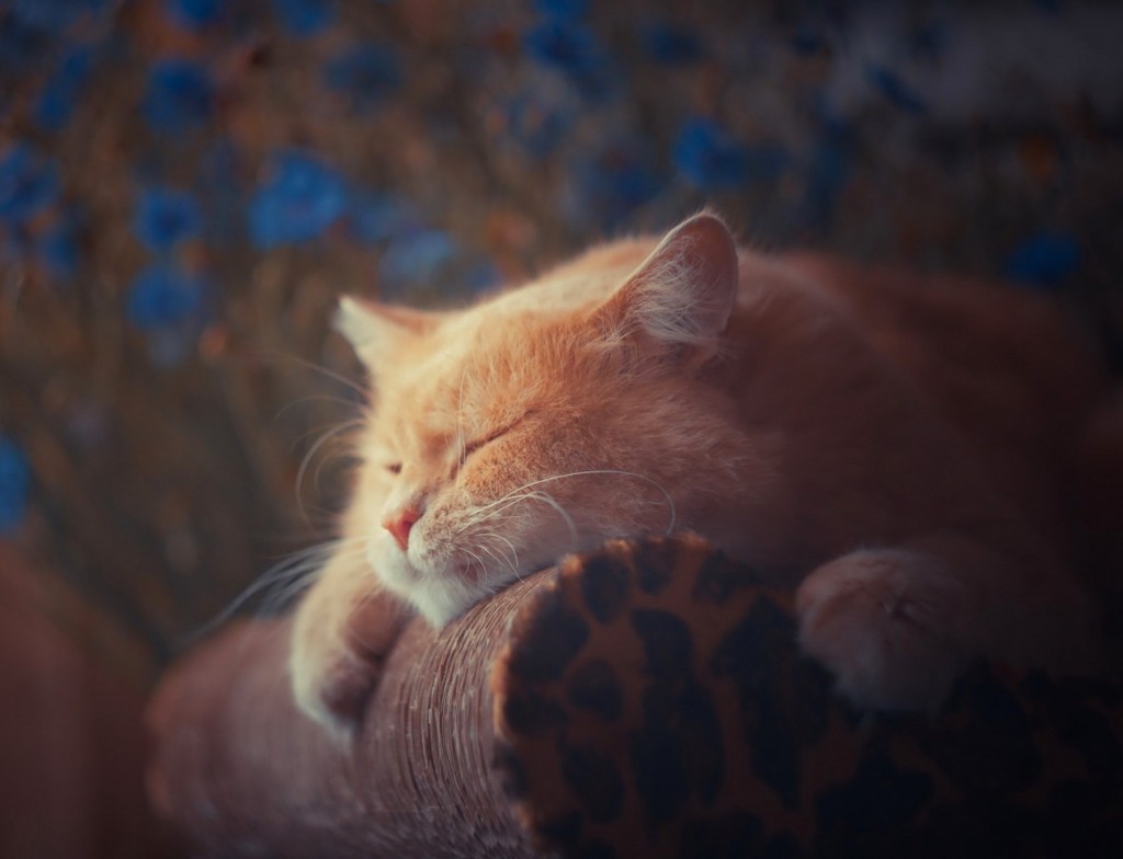 lazy-cat-wallpaper