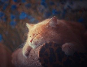 lazy-cat-wallpaper