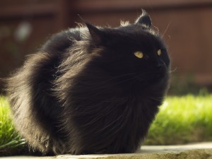 lovable-furball-wallpaper