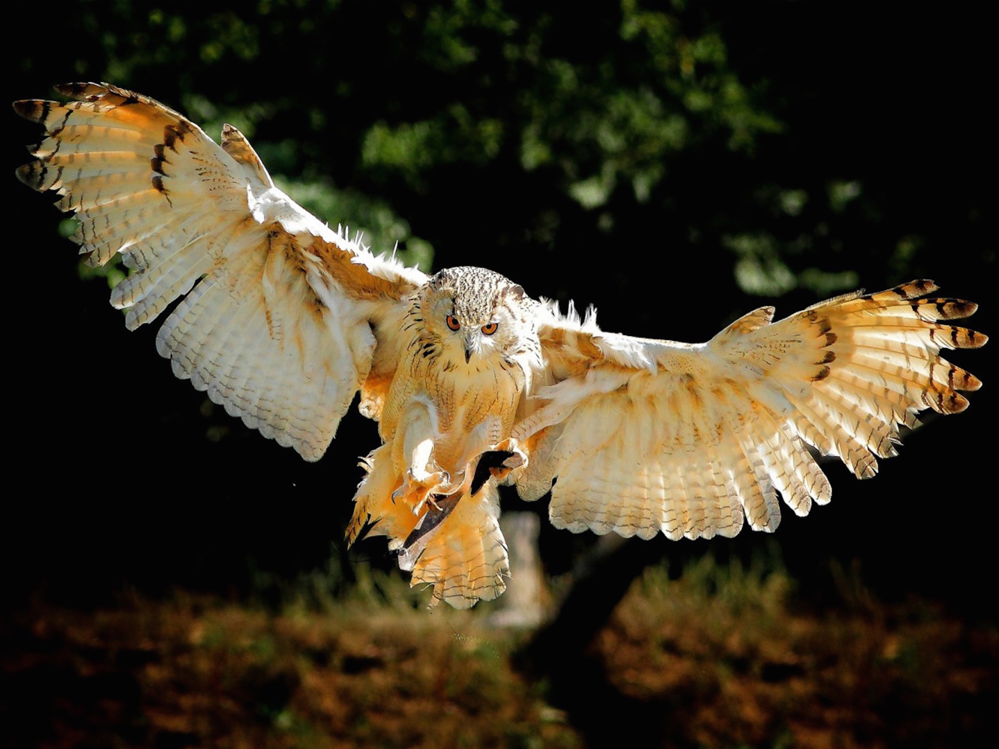Owl wingspan wallpaper — Eurasian Eagle-Owl in full flight head-on with wings fully spread and talons extended forward