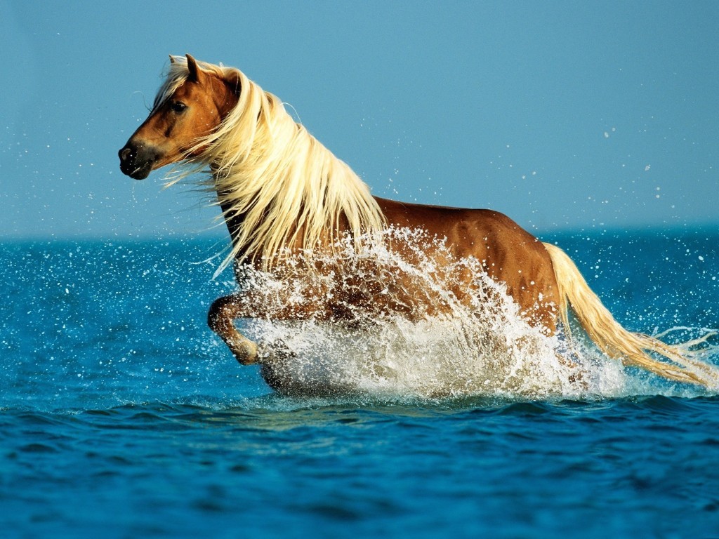 palomino-horse-hd-wallpaper