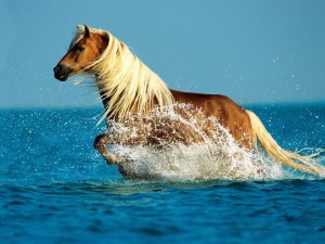 palomino-horse-hd-wallpaper