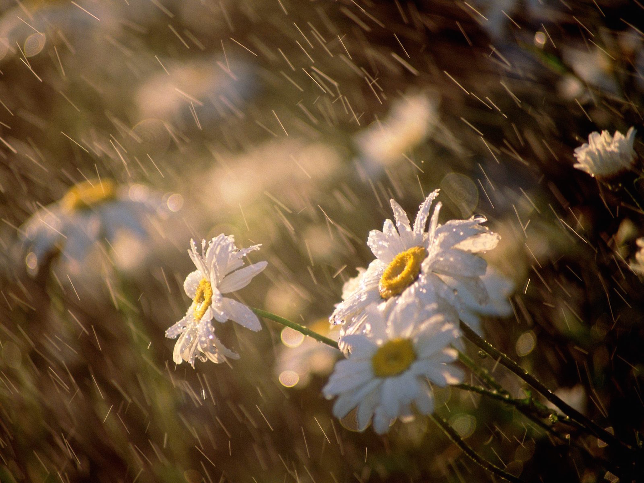 rain-showering-daisies-wallpaper
