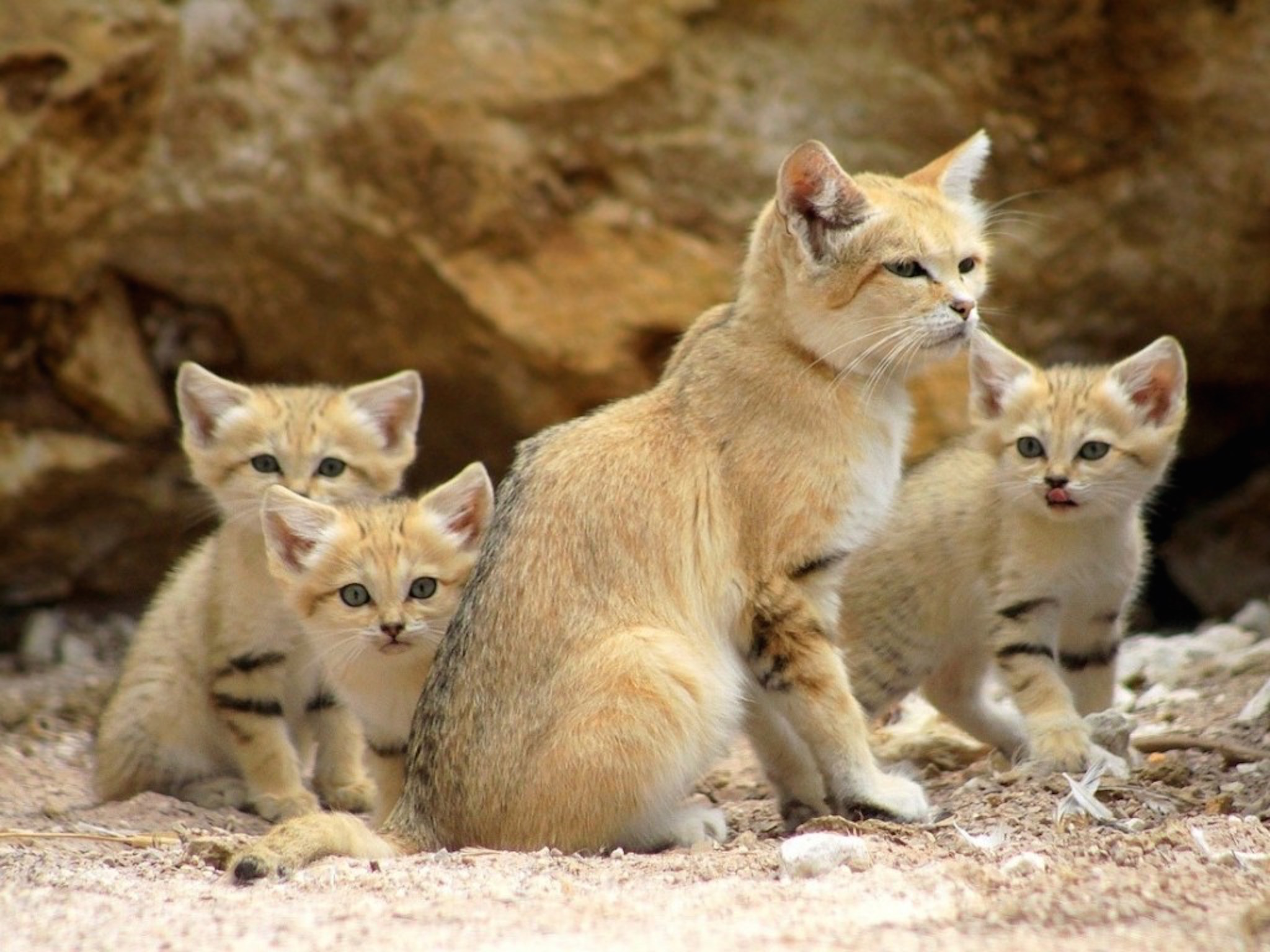 sand-cat-family-wallpaper