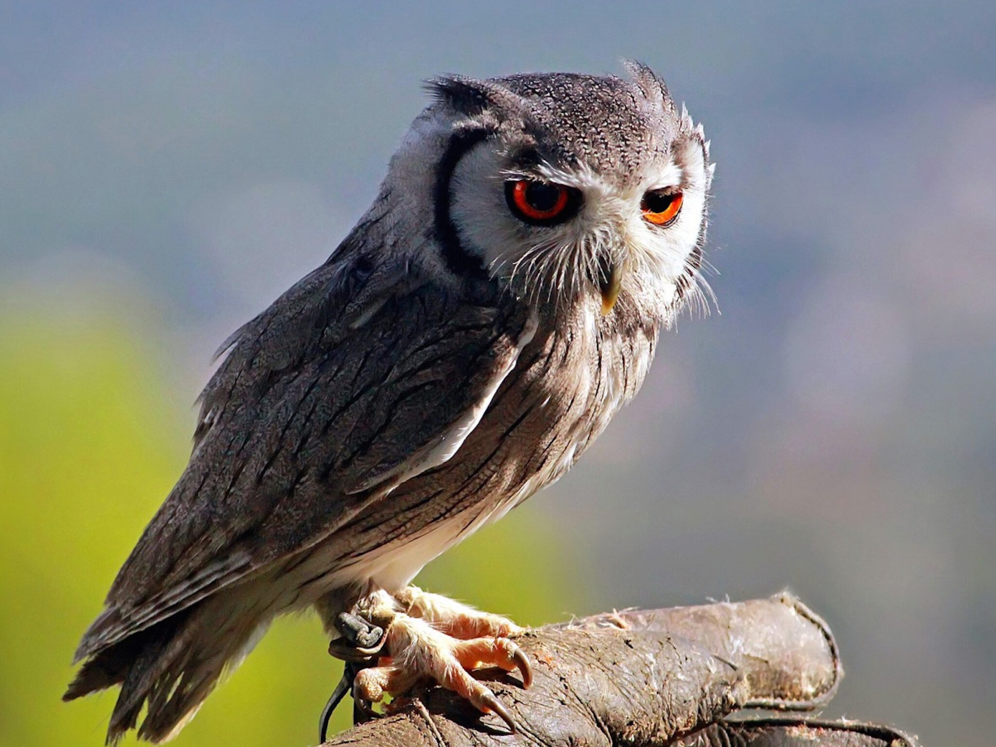 Southern White Faced Owl wallpaper — small owl with bold white face markings and intense red-orange eyes perched on wood