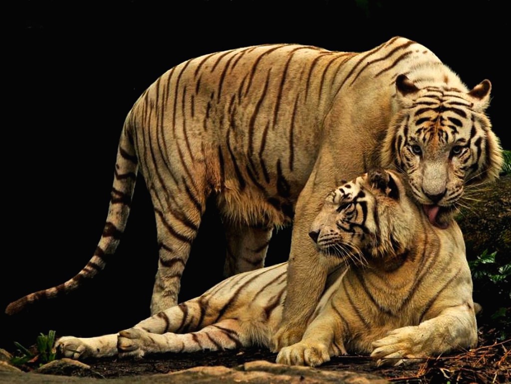 tiger-motherliness-wallpaper