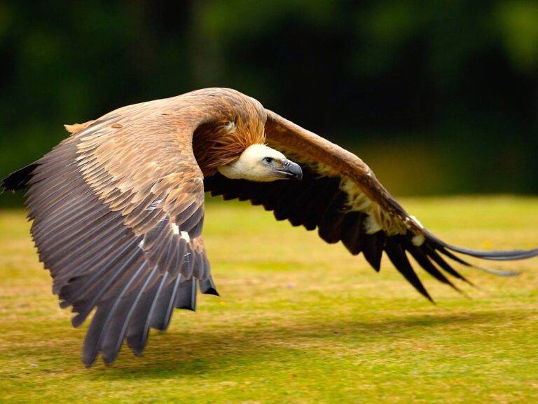 Vulture soaring wallpaper — Griffon Vulture in low flight over grass with wings fully extended and white neck ruff visible