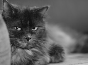 cute-cat-expression-wallpaper