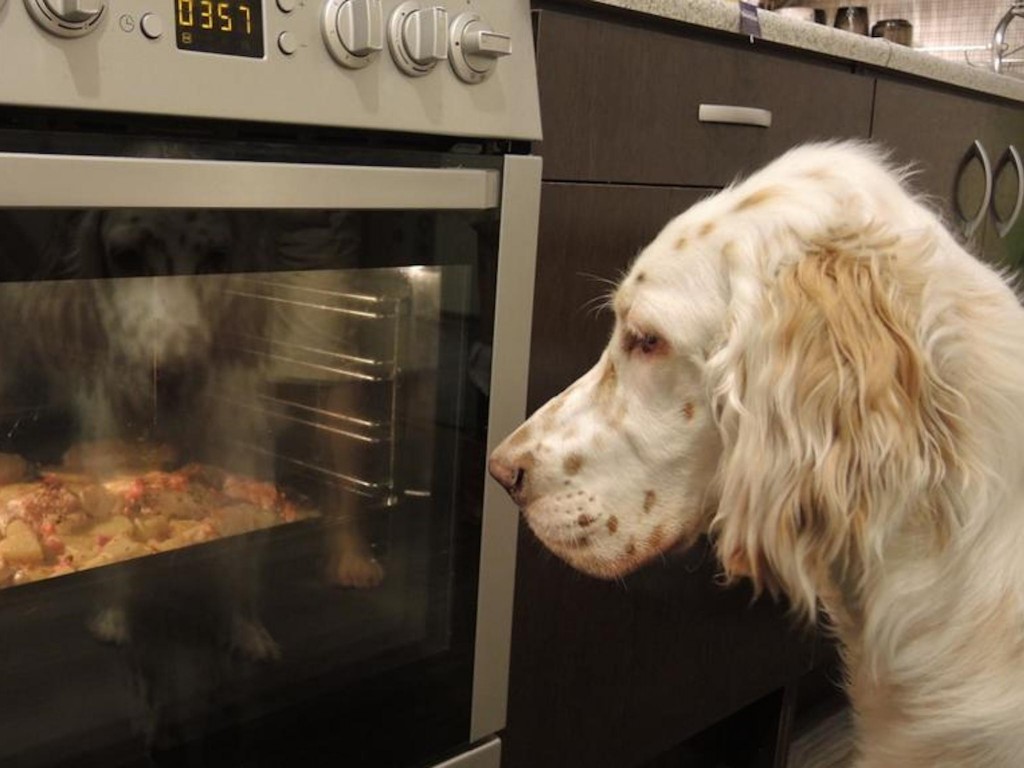 english-setter-chef-wallpaper