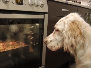 english-setter-chef-wallpaper