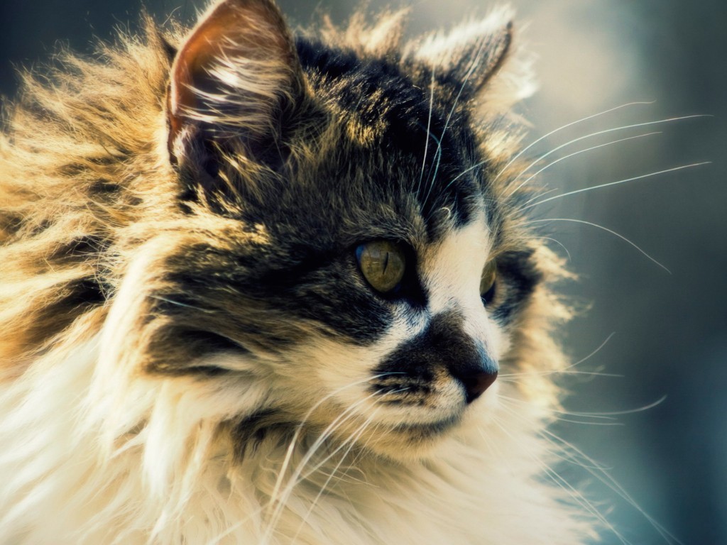 fluffy-cat-wallpaper