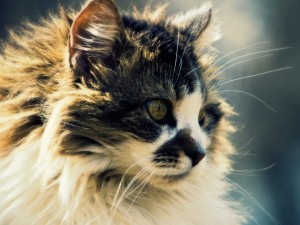 fluffy-cat-wallpaper