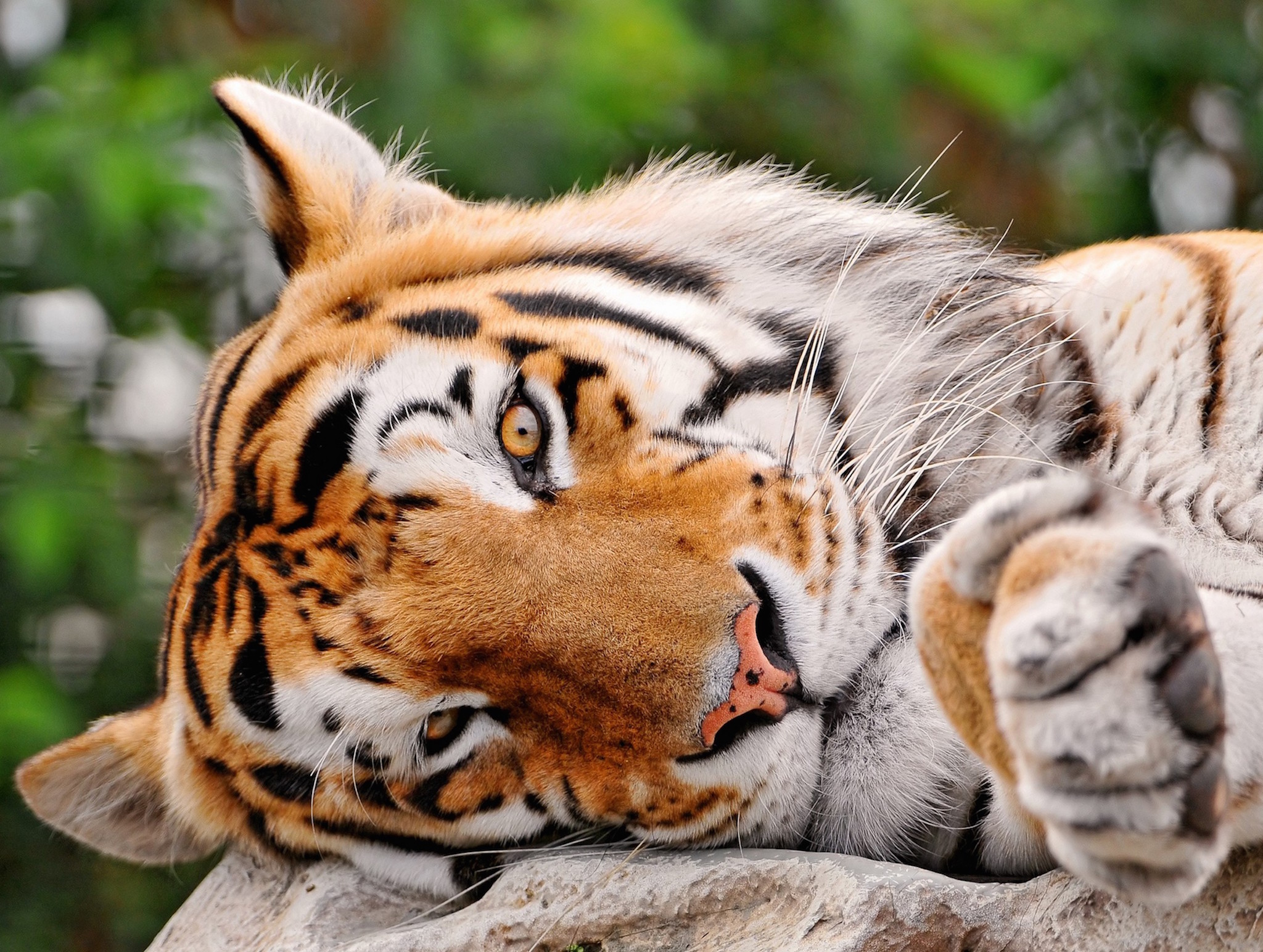 lazy-bengal-tiger-hd-wallpaper