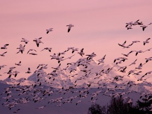 Migrating snow geese wallpaper — massive flock of snow geese in flight against pink dusk sky with snow-capped mountains below