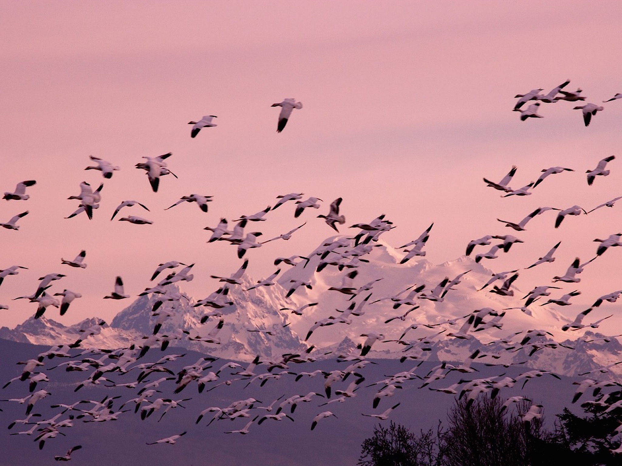 Migrating snow geese wallpaper — massive flock of snow geese in flight against pink dusk sky with snow-capped mountains below