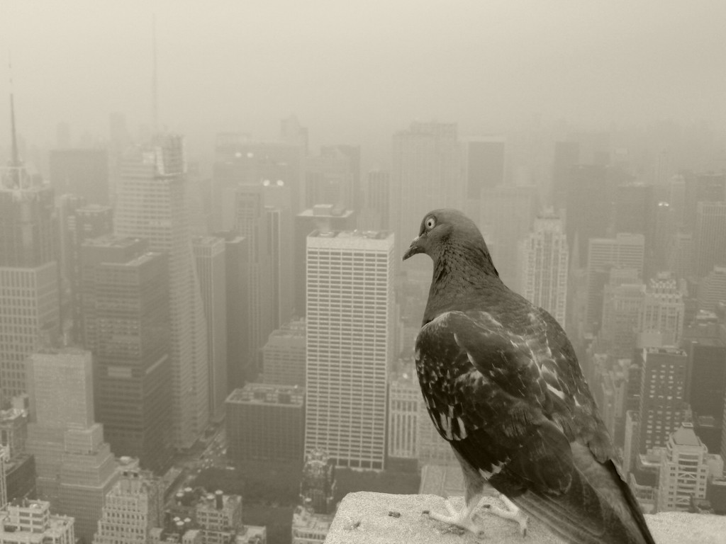 NYC pigeons view wallpaper — rock pigeon perched on ledge overlooking misty Manhattan skyscraper skyline in sepia tones