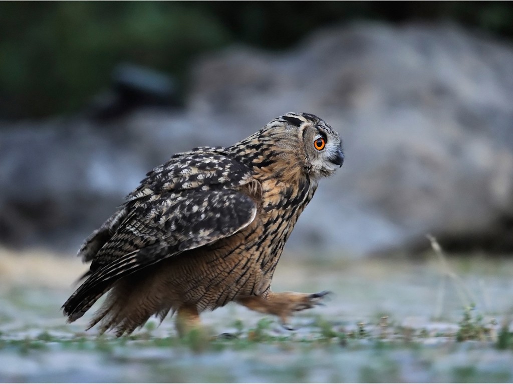 Owl running wallpaper — Eurasian Eagle-Owl running across ground with wings tucked and orange eye visible