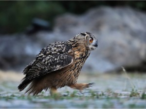 Owl running wallpaper — Eurasian Eagle-Owl running across ground with wings tucked and orange eye visible