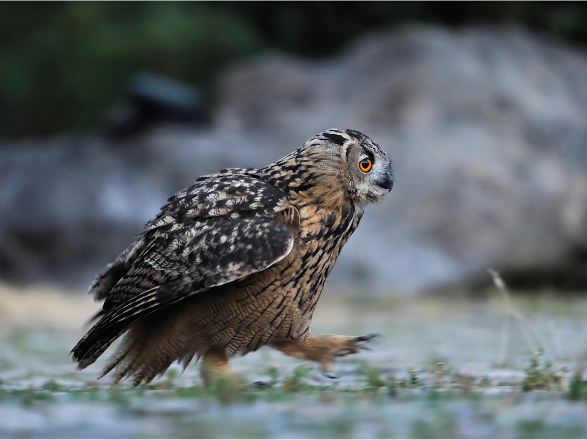 Owl running wallpaper — Eurasian Eagle-Owl running across ground with wings tucked and orange eye visible
