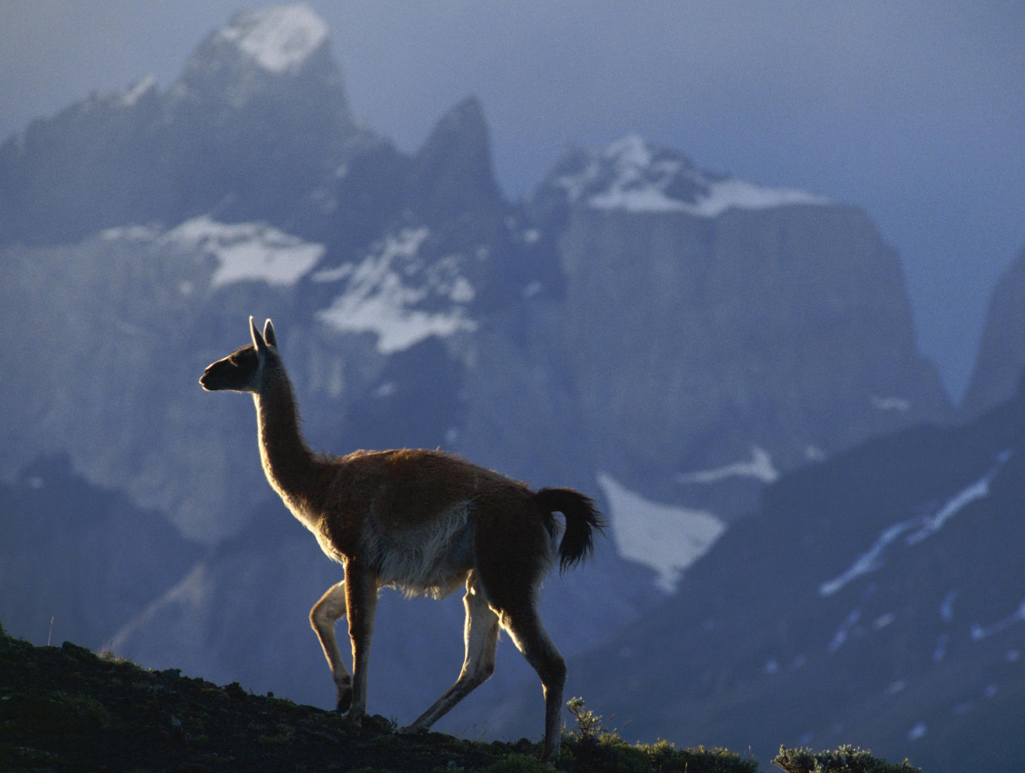 south-american-llama-wallpaper